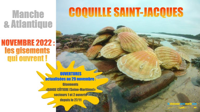 COQUILLE SAINT JACQUES Ouverture Des Secteurs 1 Et 2 De La Bande coquille-saint-jacques-ouverture-des-secteurs-1-et-2-de-la-bande