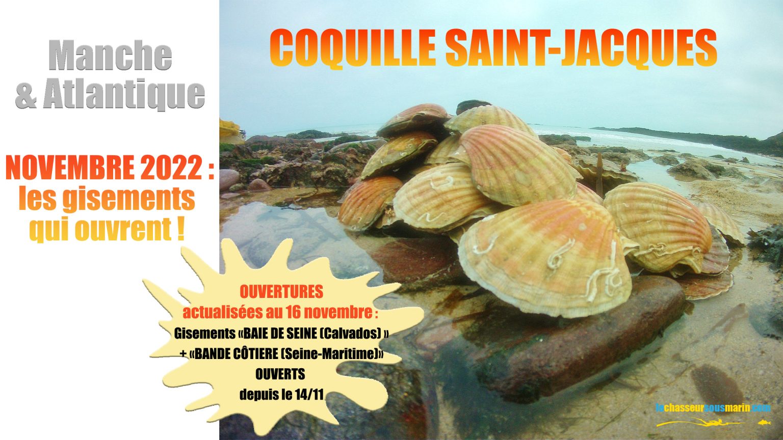 🗓 COQUILLE SAINT-JACQUES : ouverture de pêche 2022/2023 en baie de ...