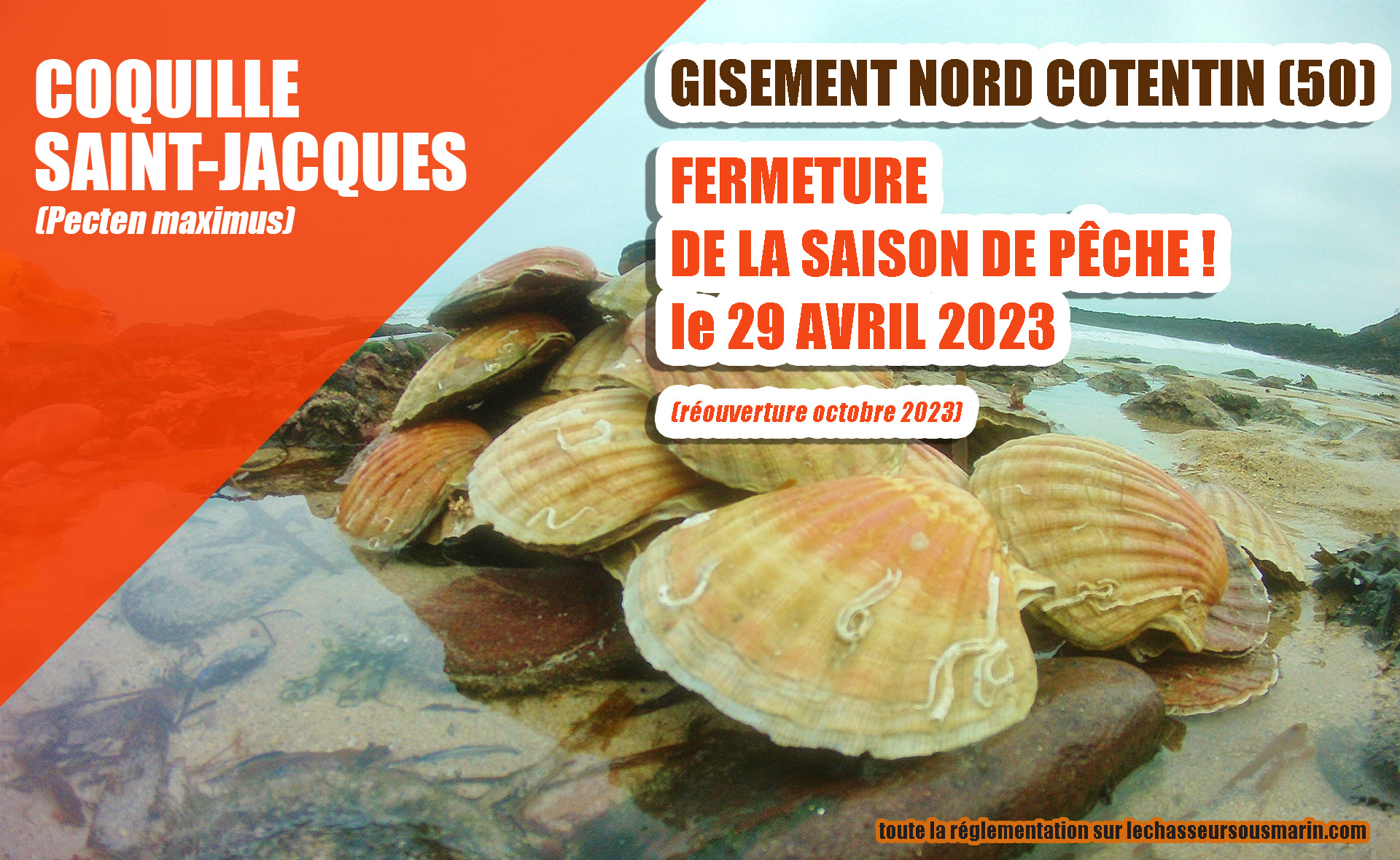 🤿🗓 FERMETURE DE LA SAISON DE PÊCHE A LA COQUILLE SAINT-JACQUES SUR LE ...