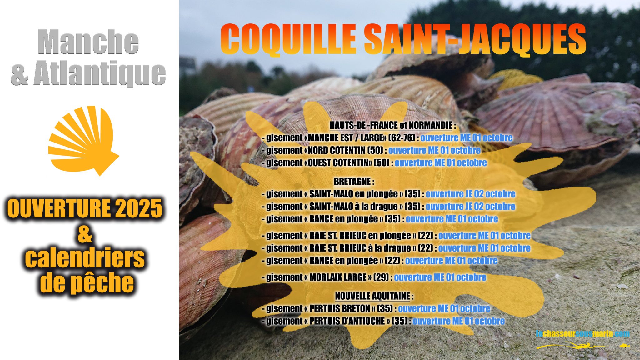 🗓 OUVERTURE DE LA COQUILLE SAINT-JACQUES AU 1ER OCTOBRE 2025 : le point ...
