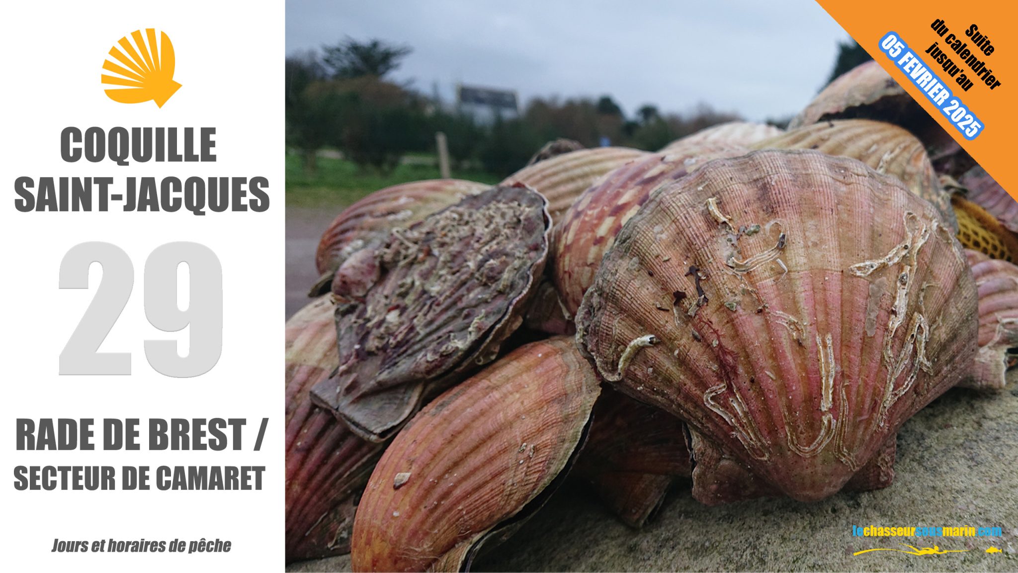 🤿 Suite du calendrier [02-05 février 2026] de pêche des coquilles Saint ...